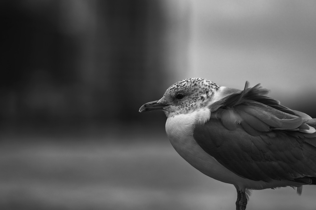 2025_03_12_HH-LANDUNGSBRUECKEN+HOLZHAFEN_MCP6516 sw | Hochwertig gedruckte Fotografien für die Wand, als Kalender und zum Verschenken. Hamburg & Norddeutschland und überall wo ich mit der Kamera unterwegs war.