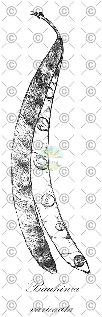 HistAbb_wfo-0000213330_2_ENZY_Simple | Historische Abbildung von Bauhinia variegata - Fabaceae | Historical Illustration of Bauhinia variegata - Fabaceae