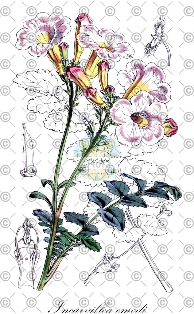 HistAbb_wfo-0000186813_1_ENZY_Simple | Historische Abbildung von Incarvillea emodi - Bignoniaceae | Historical Illustration of Incarvillea emodi - Bignoniaceae