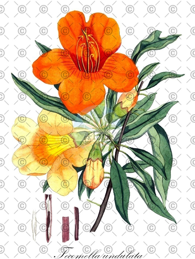 HistAbb_wfo-0001295241_1_ENZY_Simple | Historische Abbildung von Tecomella undulata - Bignoniaceae | Historical Illustration of Tecomella undulata - Bignoniaceae