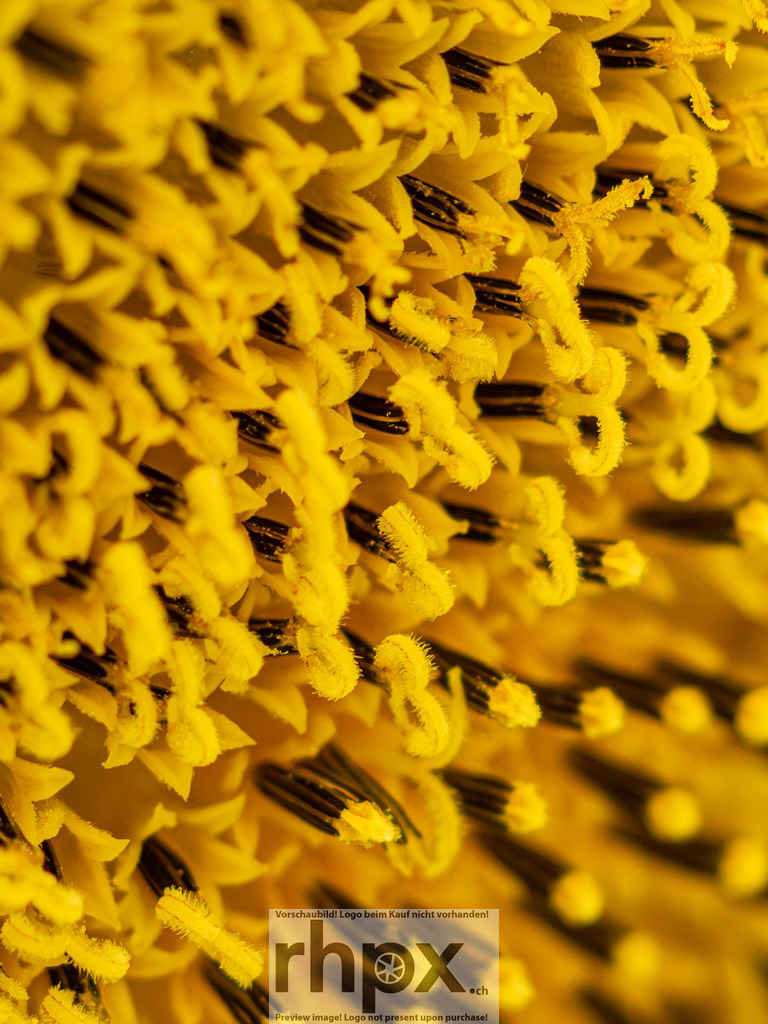 Sonnenblume Makro-Abstraktion | Energie. Struktur. Wärme.Diese extreme Nahaufnahme offenbart das faszinierende Innenleben einer Sonnenblume. Die detaillierten Texturen der Röhrenblüten und das kräftige Gelb erzeugen eine abstrakte Komposition, die die pure Lebenskraft des Sommers in den Raum bringt.Wähle unter "Produktauswahl" dein Wunschformat: Vom klassischen Wandbild über Puzzle &amp; Tassen bis zum digitalen Download (z.B. als Handy-Hintergrund). - Realisiert mit Pictrs.com