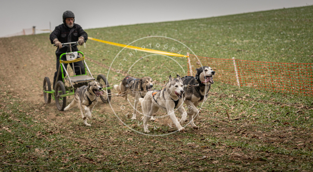 Pfotenfotografie_DV3A4467 | Hundefotografie, Tierfotograf, Pfotenfotografie, Fotoshooting Hund, Hunde Portrait, Hundesport, Hundeportraits, Heideshooting, Hunde, Sportfotograf, Hundefotograf, Turnierhundsport, THS,  - Realisiert mit Pictrs.com