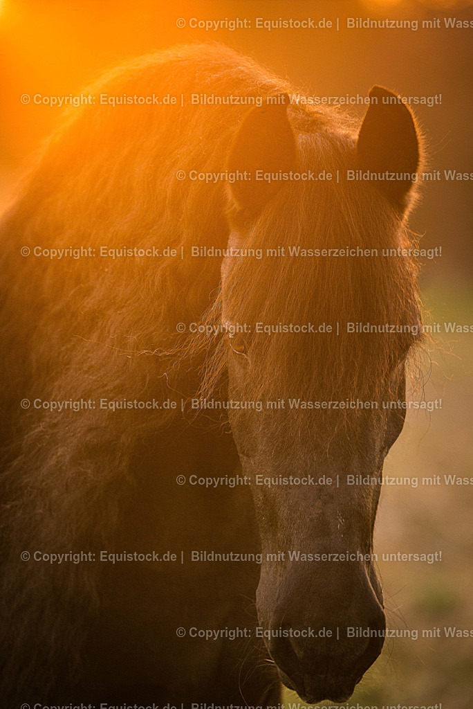 TS_20170310_Friese_Portrait_0001 | equistock