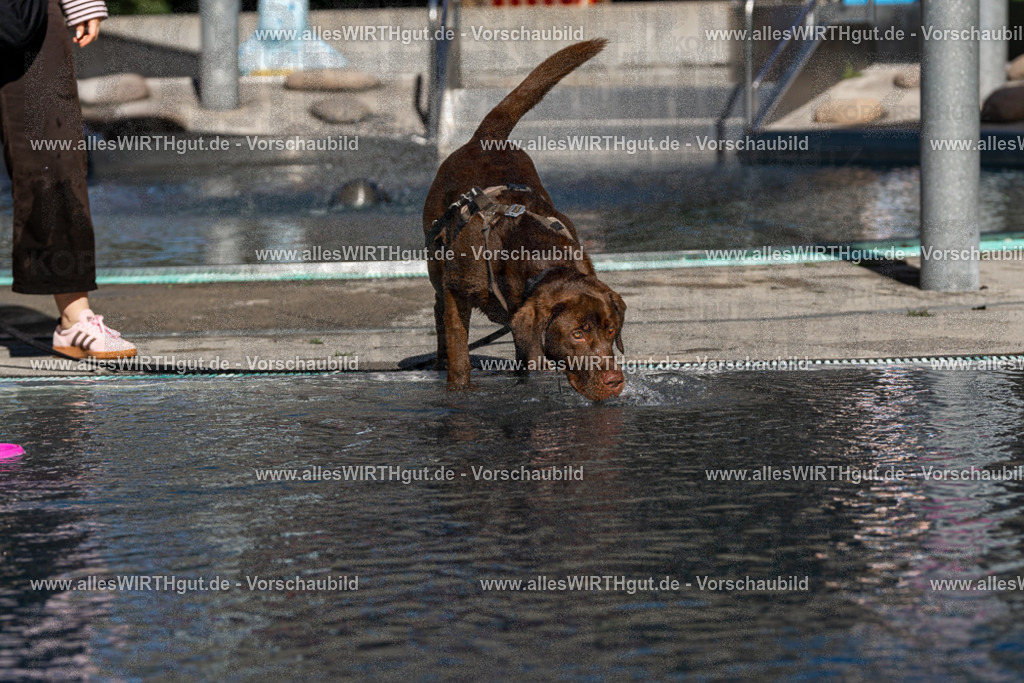 Hundeschwimmen_Volksbad_2026-allesWIRTHgut_Tierfotografie-2609061053-FAY06013 | Professionelle Tierfotografie in Mönchengladbach von Daniel Wirth (allesWIRTHgut). Liebevolle & natürliche Bilder von Hunden & Katzen für unvergessliche Erinnerungen.