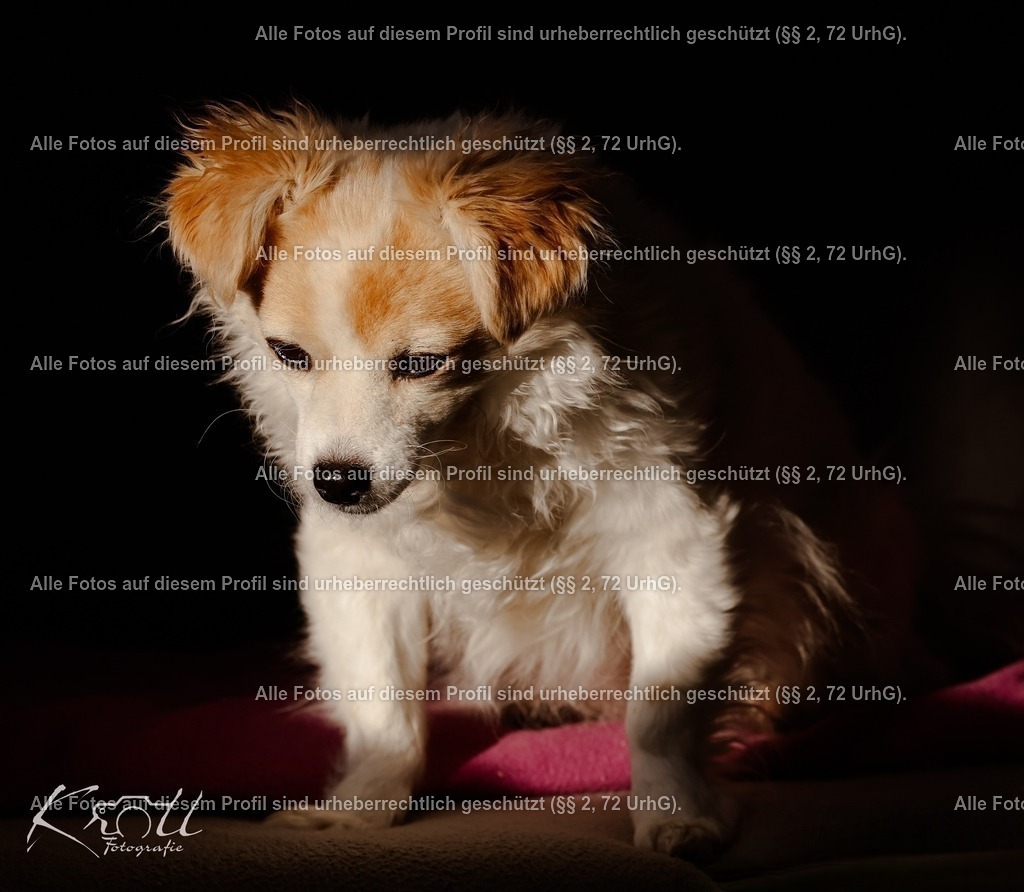 Photo_1742670683551 | krollfotografie - Realisiert mit Pictrs.com