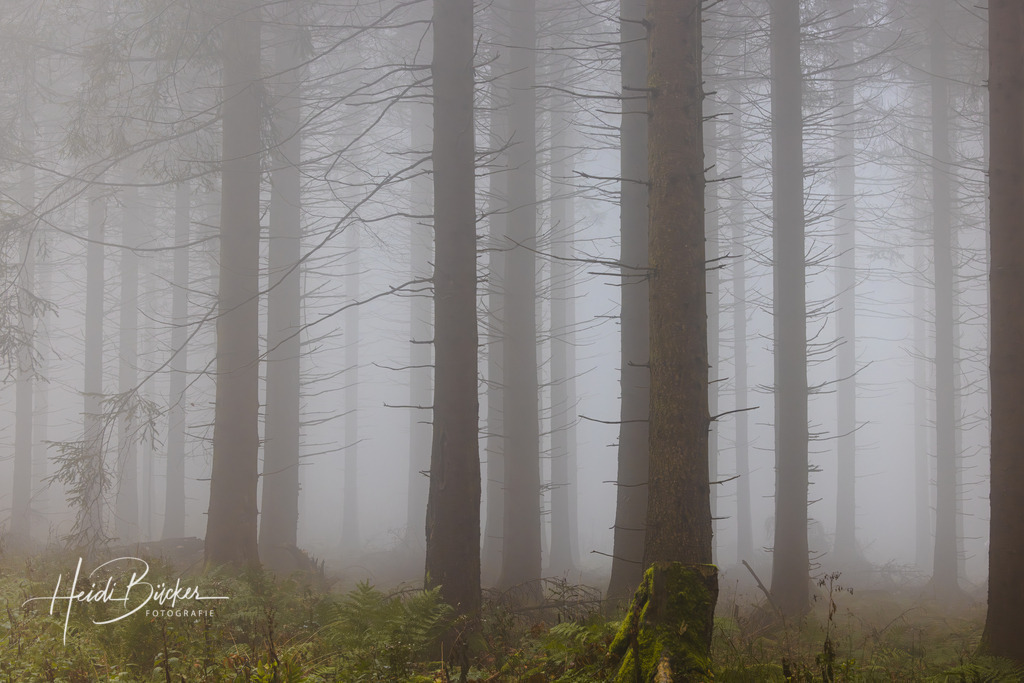Nebel im Fichtenwald | Nebel im Fichtenwald - Realisiert mit Pictrs.com