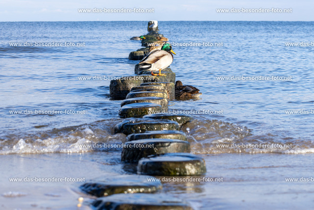 041-Usedom-Wi_2023 | Hochzeitsfotografie Königs Wusterhausen, Eventfotografie, Babyfotografie, Kindergartenfotografie, Schulfotografie, Luftbildfotografie, Landschaftsfotografie - Realisiert mit Pictrs.com