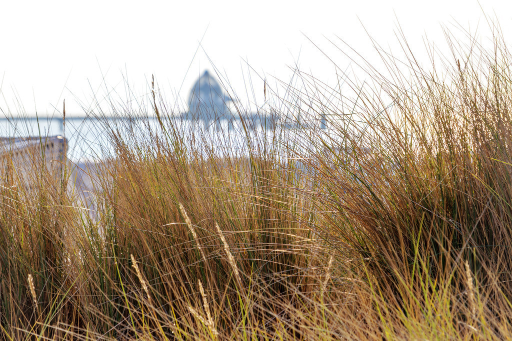 Leinwand: Strandhafer und Seebrücke in Grömitz | Ein maritimes Motiv voller Ruhe und Harmonie – dieses Wandbild zeigt den Strandhafer am Ostseestrand in Grömitz, ergänzt durch die sanfte Unschärfe der Seebrücke in der Ferne. Die friedliche Küstenlandschaft und die sanften Naturfarben schaffen eine beruhigende Atmosphäre, die das Wohlbefinden fördert. Ideal für Wartezimmer, Behandlungsräume oder Empfangsbereiche, um Patienten eine entspannte Umgebung zu bieten. - Realisiert mit Pictrs.com