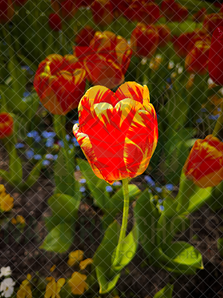 Tulips Season | Wir bieten diverse Fotodrucke und Produkte entweder bereits vorgefertigter und selbstgeschossener Motive, sowie auch die Möglichkeit eigene Motive auf diverse Foto- und Wandbildartikel zu drucken. Eigene Uploads finden Sie im Warenkorb oder am unteren End - Realisiert mit Pictrs.com