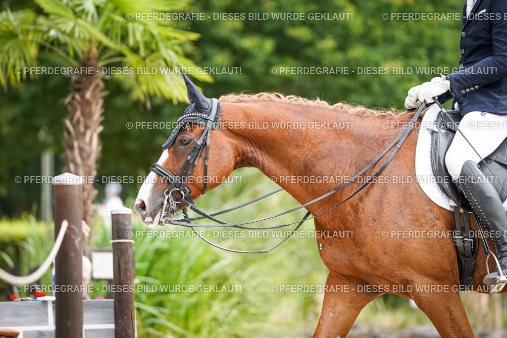 DSC08531 | Pferdegrafie