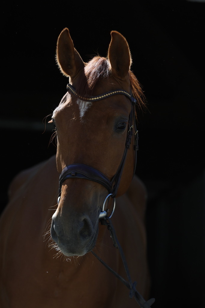 0P6A8945 | Willkommen bei Brunnmayr - Design & Fotografie – Ihrem Spezialisten für Reitturniere und Pferdeveranstaltungen in Oberösterreich, Salzburg und Bayern! Seit über 17 Jahren sind wir leidenschaftlich dabei.