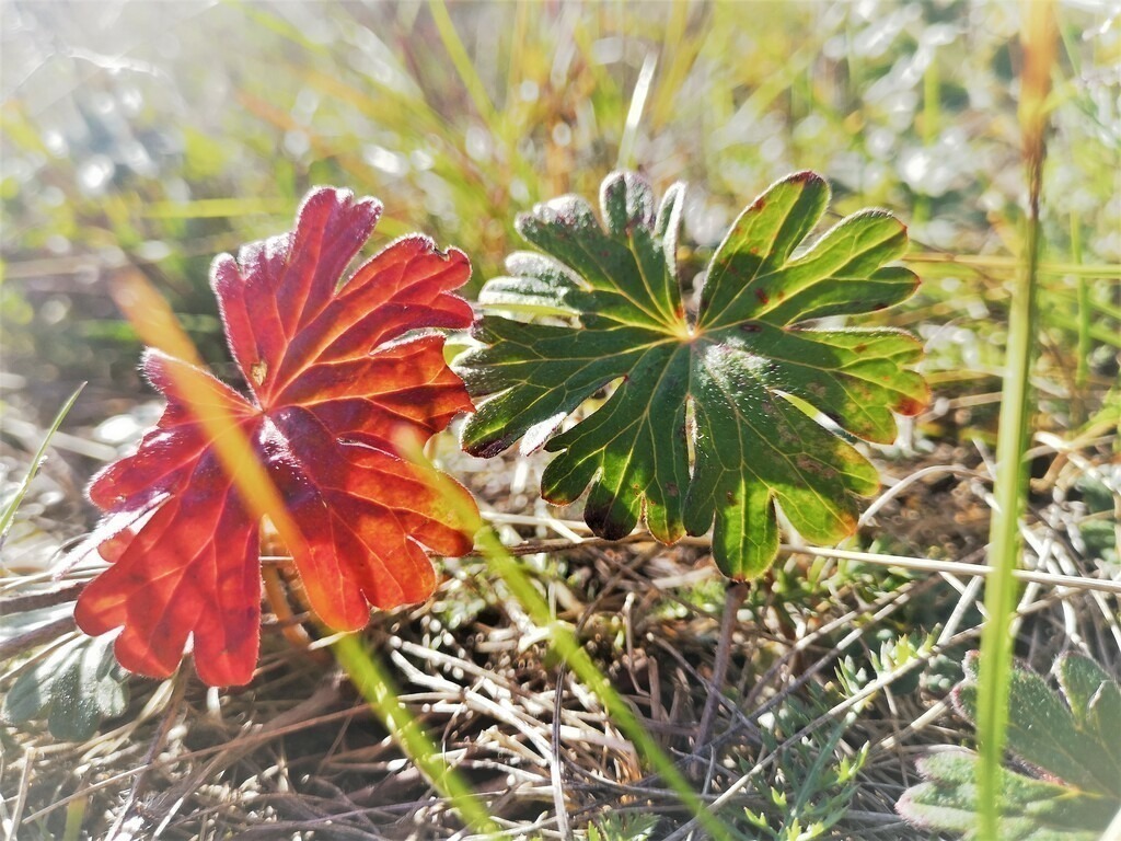 Red and Gren in the morning sun | Künstler/in Member of AKM/austromechana. Troubadour. 2026 a fascinating journey began with Tatjana my AI muse✨ METISSIREN set sails and left the harbor ⛵