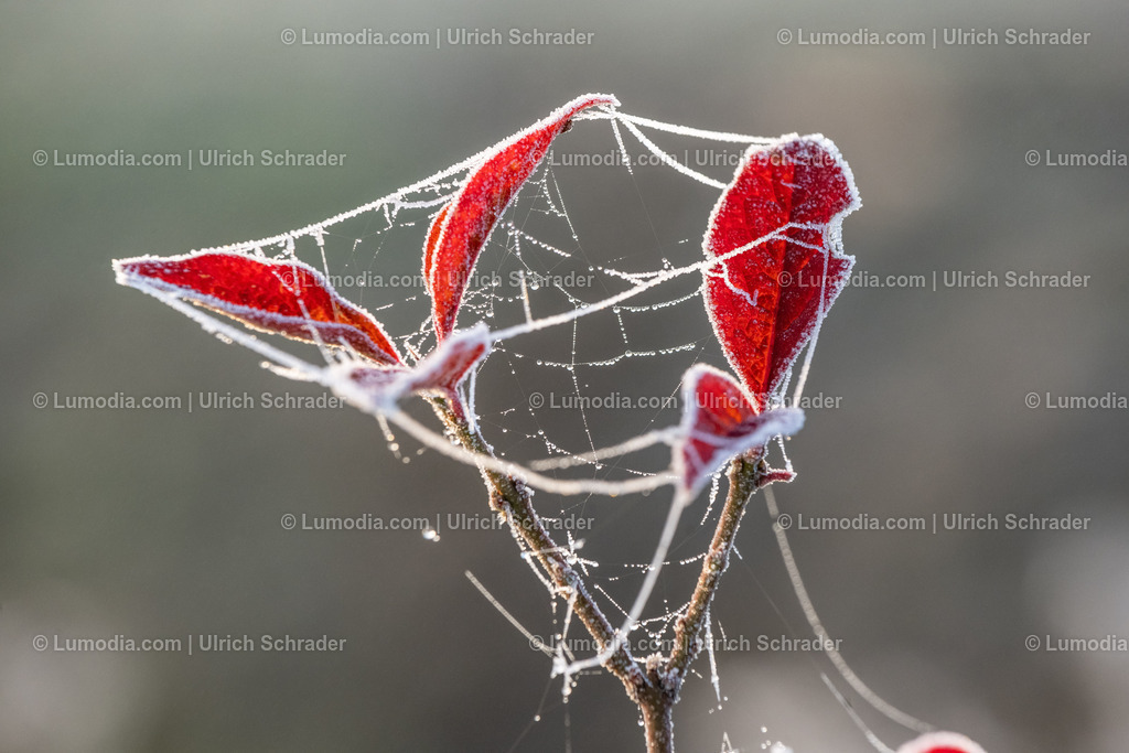 10049-12732 - Herbst im Großen Bruch | Stockfoto und Bilderpool mit Bildmaterial aus Deutschland, dem Harz, Halberstadt, Quedlinburg, Wernigerode und weltweit. Qualitativ hochwertige und professionelle Fotos anschauen und kaufen. - Realisiert mit Pictrs.com