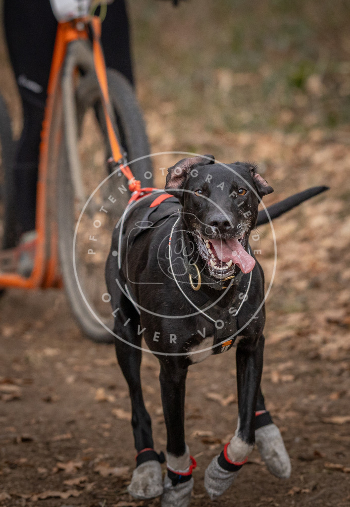 Pfotenfotografie_DV3A7645 | Hundefotografie, Tierfotograf, Pfotenfotografie, Fotoshooting Hund, Hunde Portrait, Hundesport, Hundeportraits, Heideshooting, Hunde, Sportfotograf, Hundefotograf, Turnierhundsport, THS,  - Realisiert mit Pictrs.com