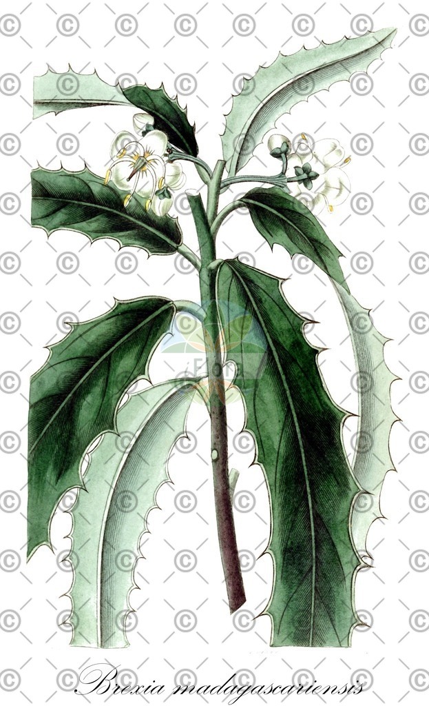 HistAbb_wfo-0001049253_1_ENZY_Simple | Historische Abbildung von Brexia madagascariensis - Celastraceae | Historical Illustration of Brexia madagascariensis - Celastraceae