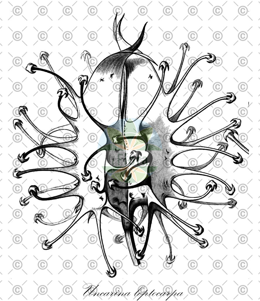 HistAbb_wfo-0000329352_2_ENZY_Simple | Historische Abbildung von Uncarina leptocarpa - Pedaliaceae | Historical Illustration of Uncarina leptocarpa - Pedaliaceae