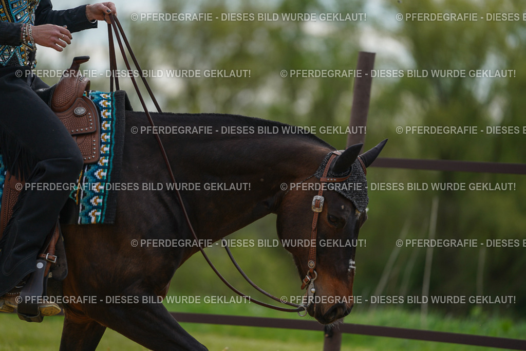 DSC03145 | Pferdegrafie