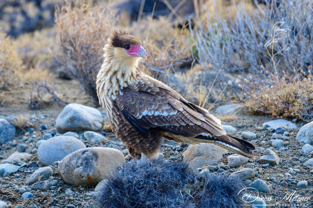 El Chalten in Argentinien | El Chalten in Argentinien