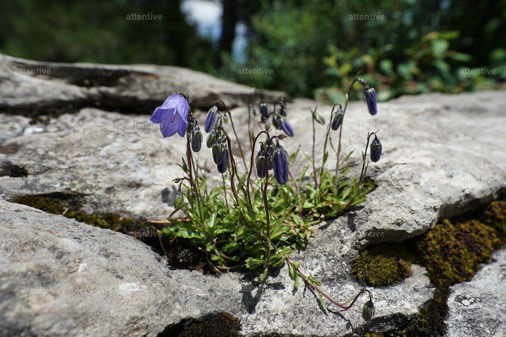 Glockenblume | Berner Oberland, Schweiz - Realisiert mit Pictrs.com