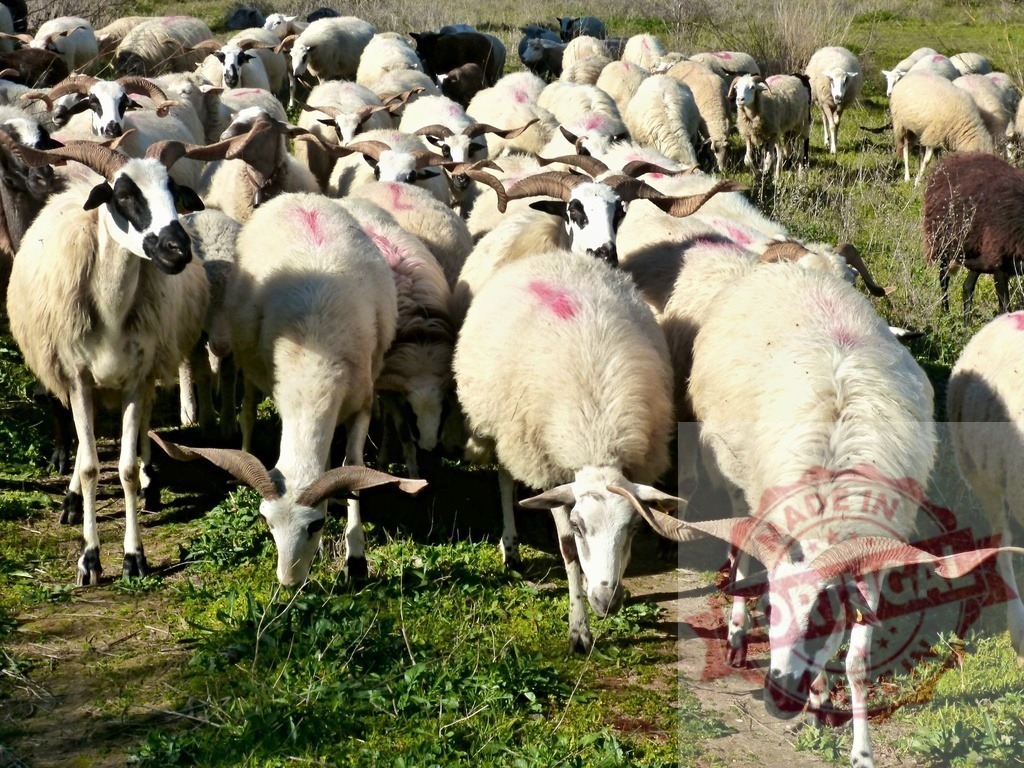Herd of sheep grazing in green pasture on farm | Flock of horned sheep with pink marks eating grass in a field - Realized with Pictrs.com