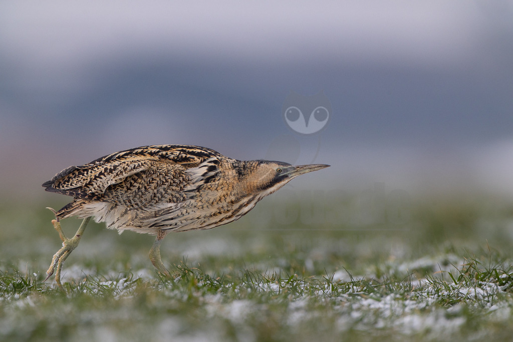 R5M26372_20260111 | Das Bild zeigt eine Rohrdommel (Botaurus stellaris) in einem winterlichen Grasfeld. Der Vogel ist im Profil von links nach rechts abgebildet, mit seinem charakteristischen braun-schwarz gemusterten Gefieder, das eine hervorragende Tarnung bietet. Er hat seinen Kopf leicht nach vorne gestreckt und blickt aufmerksam nach rechts. Das Gras im Vordergrund ist stellenweise mit einer dünnen Schneeschicht bedeckt, was auf die Jahreszeit Winter hinweist. Der Hintergrund ist unscharf und zeigt einen sanften Übergang von hellem Grau zu einem gedämpften Blau, was auf einen bewölkten Wintertag hindeutet. Die Landschaft ist flach, typisch für die Niederlande, ohne erkennbare Berge. Die Aufnahme entstand im Januar in Eemnes. - Realisiert mit Pictrs.com