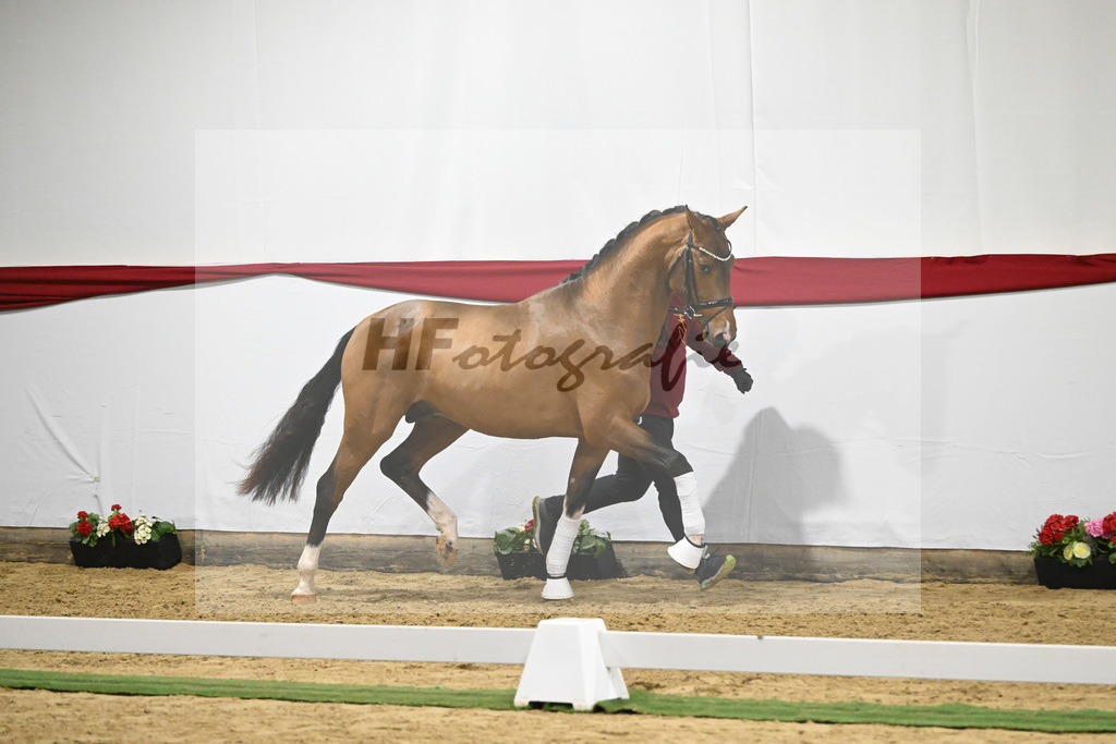 Kat-Nr. 20 v. Vaderland_Gestuet Pramwaldhof_63220564 | hf-fotografie - Realizzato con Pictrs.com