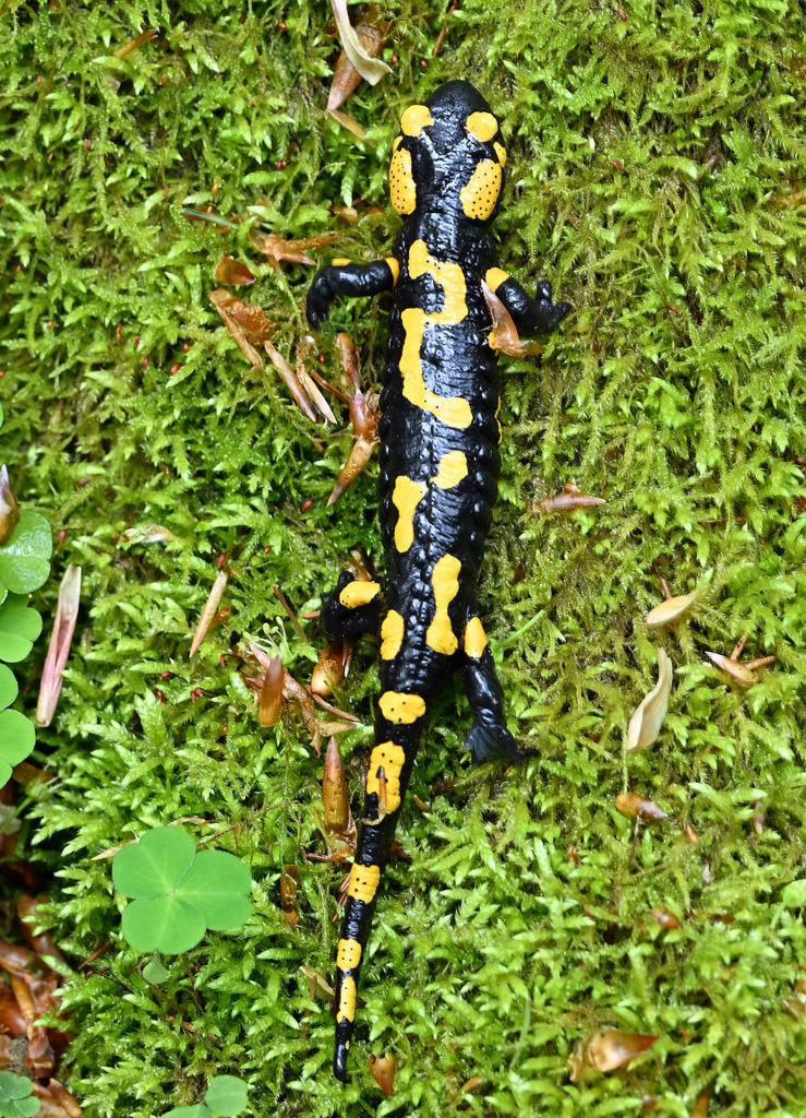 Salamander04h | lucisnaturbilder - Realisiert mit Pictrs.com