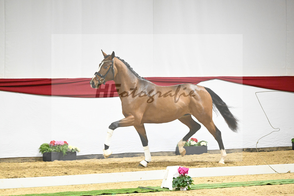 Kat-Nr. 62 v. DSP Topas_Schepper_63221861 | hf-fotografie - Realizzato con Pictrs.com