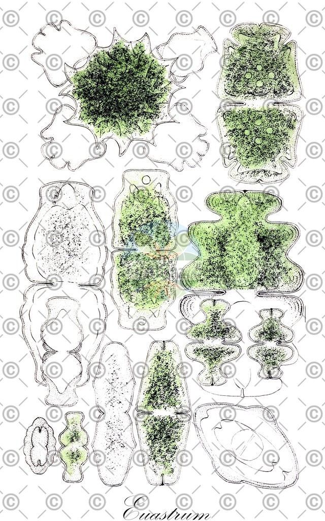 HistAbb_wfo-0000680981_2_ENZY_Simple | Historische Abbildung von Euastrum - Desmidiaceae (0) | Historical Illustration of Euastrum - Desmidiaceae (0)