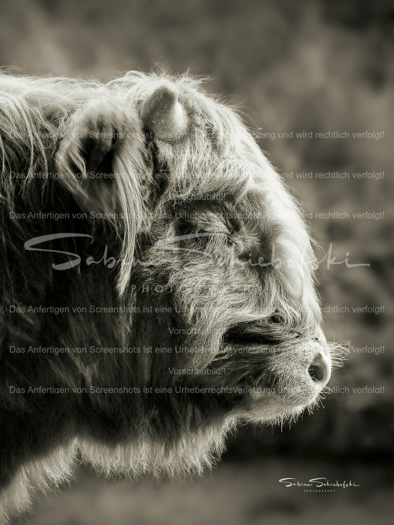 schlafender Highlander (warm Ton) | People- und Tierfotografie, Imageaufnahmen, Veranstaltungsfotografie und Wandbilder aus der Natur ★ Made in Germany ✔️ Druck + Downloads ✔️ Naturfotografie in Top Qualität ★ schneller Versand, weltweite Lieferung! - Realisiert mit Pictrs.com