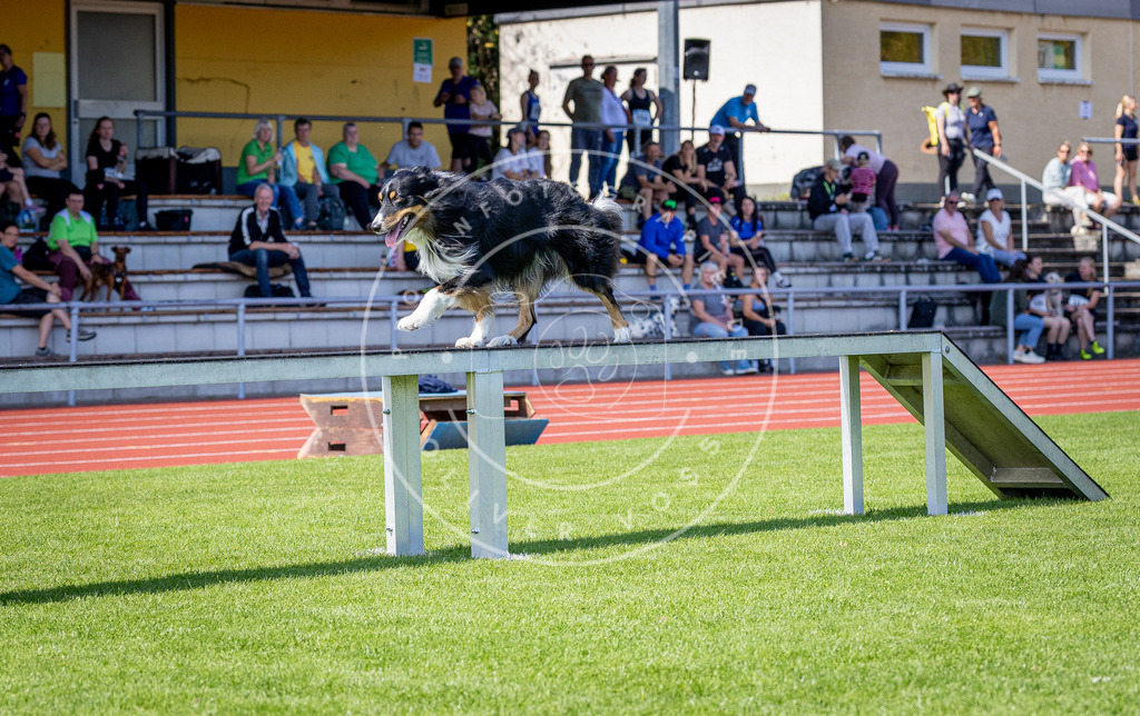 Pfotenfotografie_DV3A8009 | Hundefotografie, Tierfotograf, Pfotenfotografie, Fotoshooting Hund, Hunde Portrait, Hundesport, Hundeportraits, Heideshooting, Hunde, Sportfotograf, Hundefotograf, Turnierhundsport, THS,  - Realisiert mit Pictrs.com