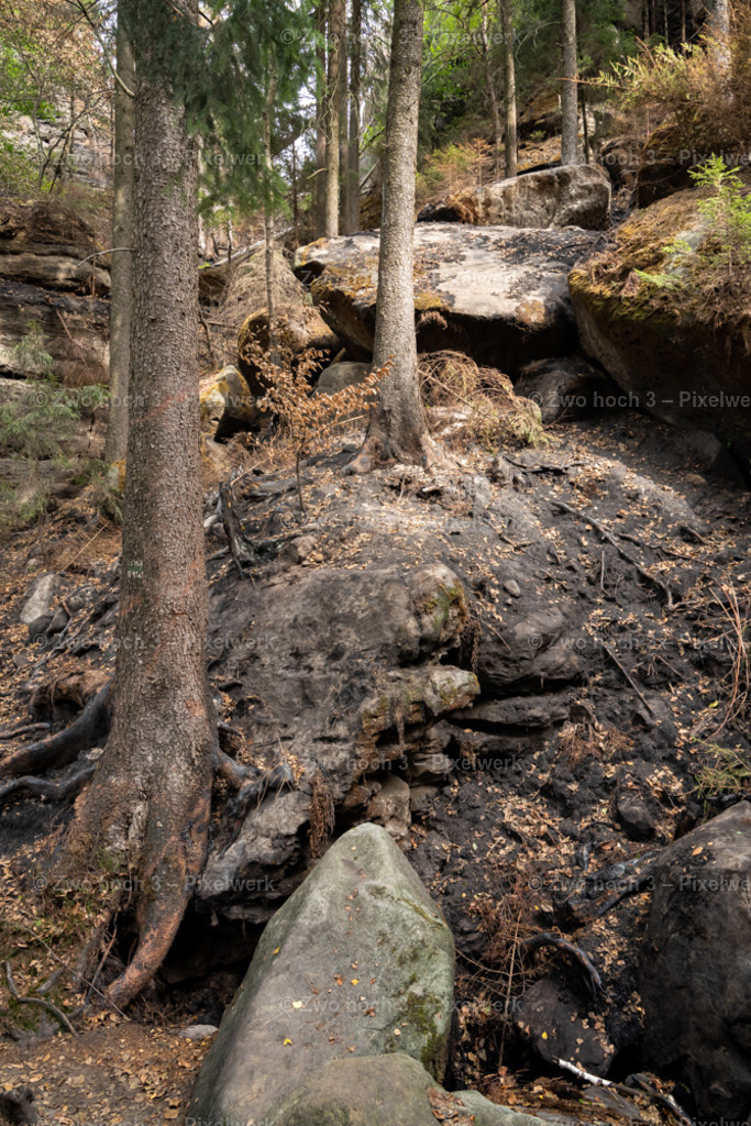 Obere_Affensteinpromenade_Felsen_Baumstamm_Wurzel | 2022-09-02_Waldbrandgebiete_2 - Realisiert mit Pictrs.com