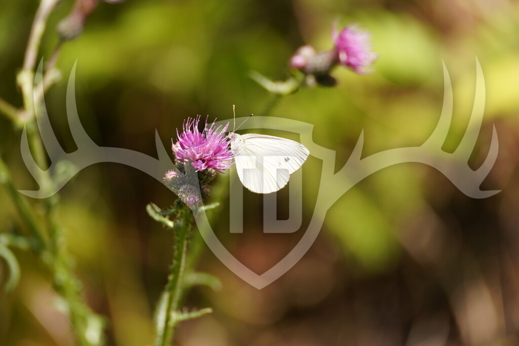 DSC04459 | Fotogalerie der Treibjagd im Dunkelwald - Dein MTB Etappenrennen im Erzgebirge - Realisiert mit Pictrs.com
