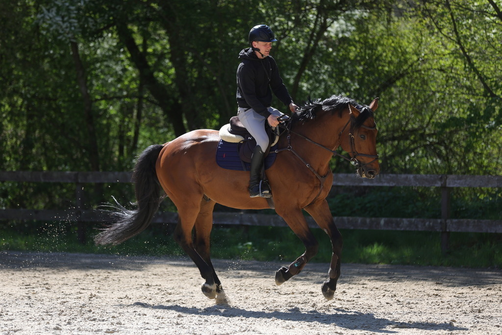 0P6A8120 | Willkommen bei Brunnmayr - Design & Fotografie – Ihrem Spezialisten für Reitturniere und Pferdeveranstaltungen in Oberösterreich, Salzburg und Bayern! Seit über 17 Jahren sind wir leidenschaftlich dabei.