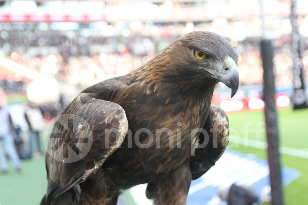 Attila | Eintracht Frankfurt Maskottchen - Realisiert mit Pictrs.com