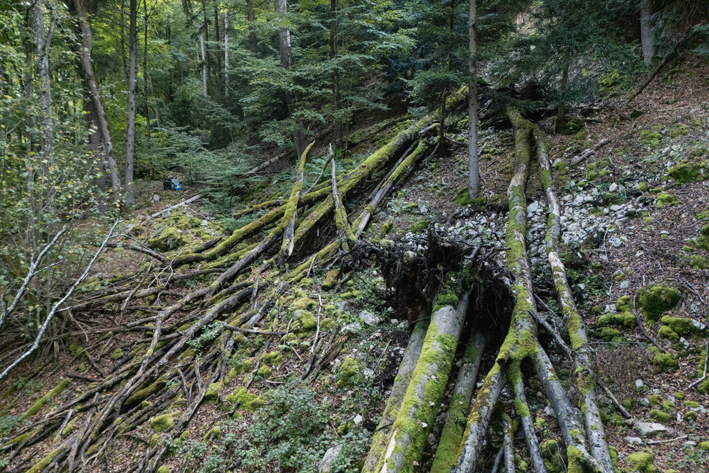 ZD250916101339 | default