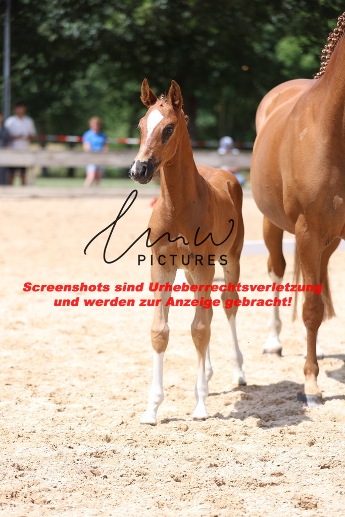 Fohlenschau_Schwäbisch_Hall_springbetonte_Fohlen_KN 22_12 | lmwpictures - Realisiert mit Pictrs.com