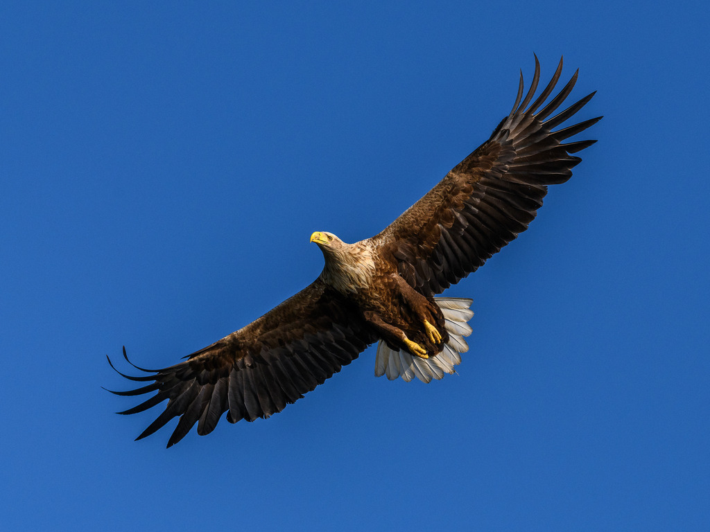 seeadler-2018-209 | Ein Seeadler (Haliaeetus albicilla) kreist über dem Breiten Luzin im Naturpark Feldberger Seenlandschaft in Mecklenburg-Vorpommern. - Realisiert mit Pictrs.com