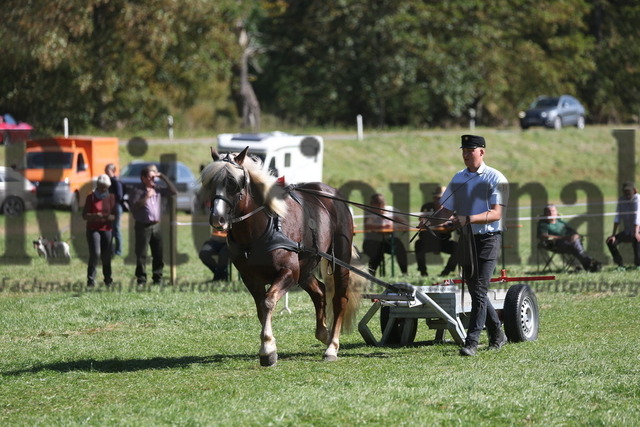 Marbach_2023_LP_Kaltblut-Hengste_KN_07 (21) | Alle Fotos der Reiterjournal Fotografin Doris Matthaes im Reiterjournal Online-Fotoshop. - Realisiert mit Pictrs.com