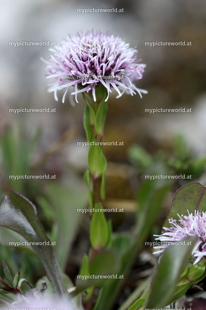 Echte Kugelblume-010 | Das Bilderarchiv über Tiere, Planzen und Landschaften. In der Bilddatenbank finden Sie ein große Auswahl an hochwertigen Bilder für Ihre Werbung - Realisiert mit Pictrs.com