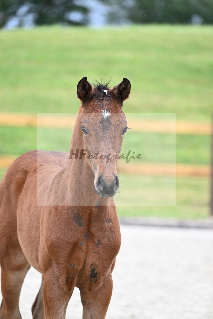 Kat-Nr. 61 HF DSP Va Bene_Geyer_17231563 | hf-fotografie - Realisiert mit Pictrs.com