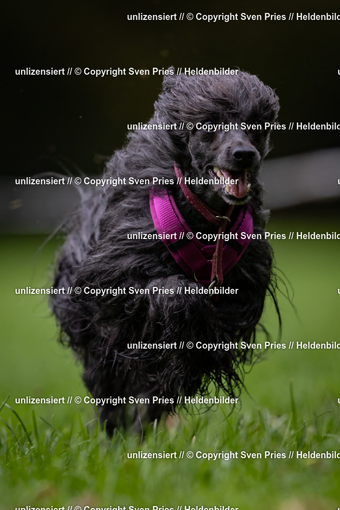 Sven Pries | 2024-10-19 - Hunderennen Ober-Grombach - Realisiert mit Pictrs.com