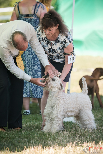 CACIB Aarau | CACIB Aarau, Swiss Dog Show  29062025 Foto: Leo Wyden