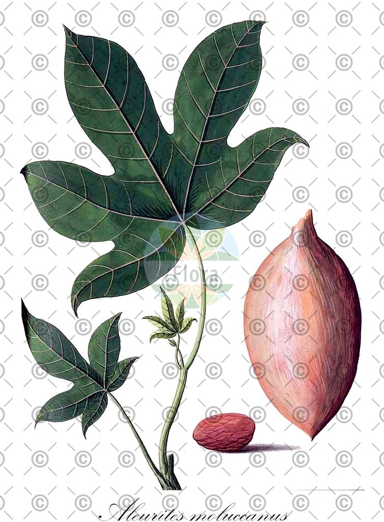 HistAbb_wfo-0000940858_2_ENZY_Simple | Historische Abbildung von Aleurites moluccanus - Euphorbiaceae | Historical Illustration of Aleurites moluccanus - Euphorbiaceae