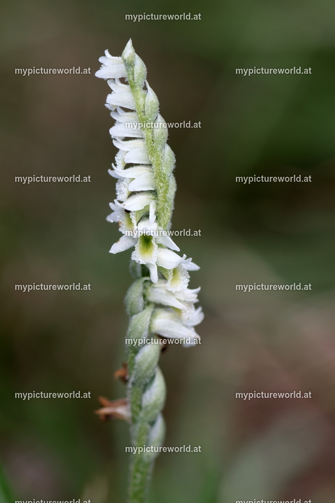 Herbst-Drehwurz-003 | Das Bilderarchiv über Tiere, Planzen und Landschaften. In der Bilddatenbank finden Sie ein große Auswahl an hochwertigen Bilder für Ihre Werbung - Realisiert mit Pictrs.com