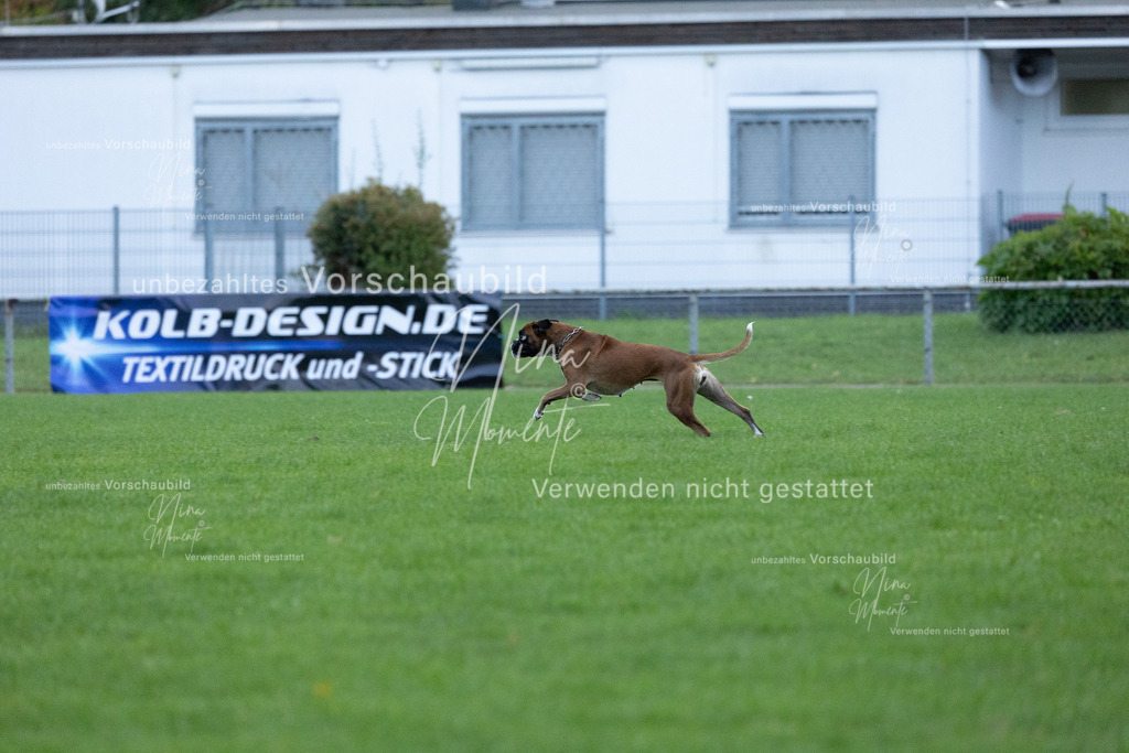 _16A4725 | Einzigartige Fotos von Hunden & Menschen –Actionfotos, Portraits, Vereinsaufnahmen & Paarshootings – authentisch, lebendig & mit Herz.