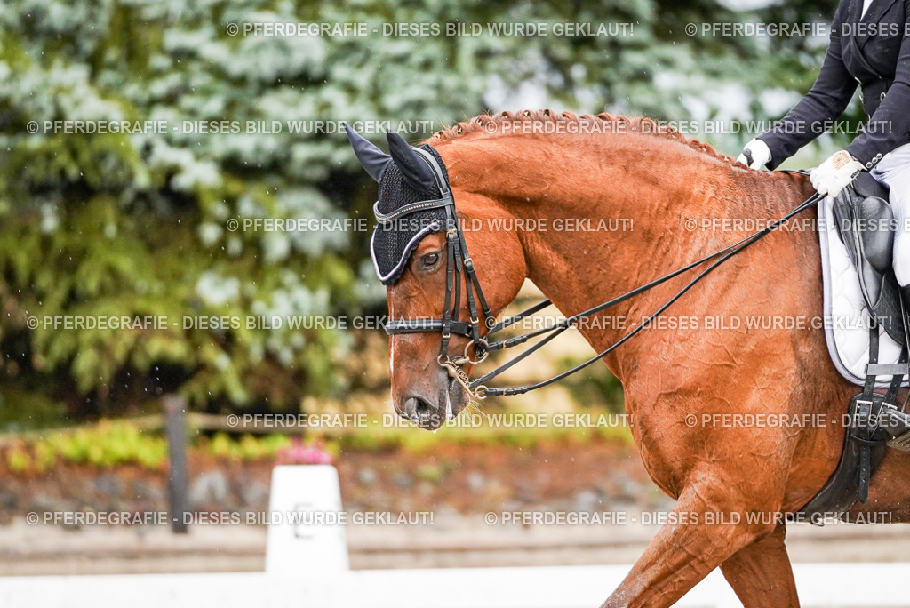 DSC09524 | Pferdegrafie