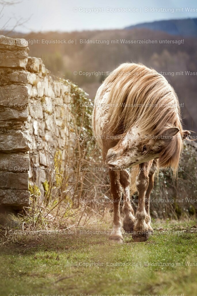 20150405_TOMsPiC_0083 | equistock