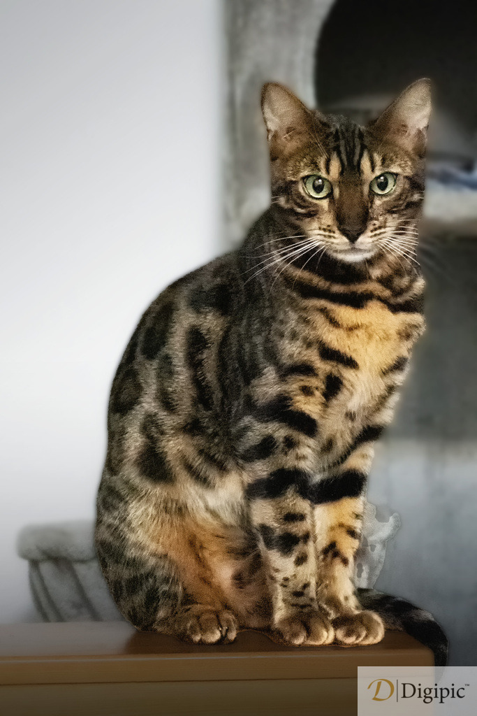 Taruk 1 | Taruk - Ein stolzer Bengale - Realisiert mit Pictrs.com