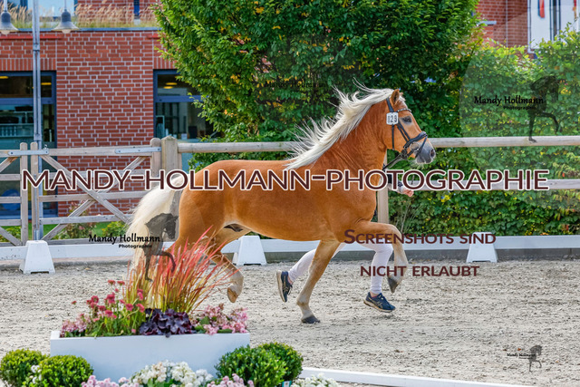 GK (573 von 759) | mandyhollmannphotographie
